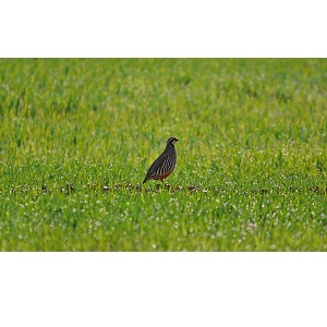 Foto del Campeonato Social de Caza de San Huberto “Virgen de San Lorenzo”