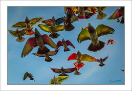 Logo Federación de Colombicultura de Castilla y León